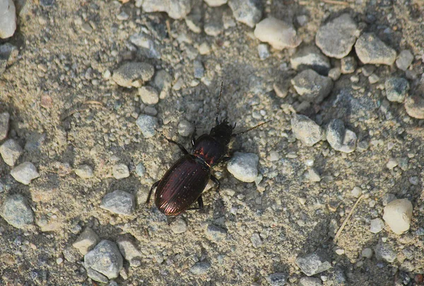Beetle between the stones — Stock Photo, Image