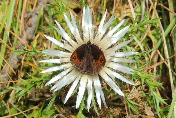 Vlinder in het midden van de bloem — Stockfoto