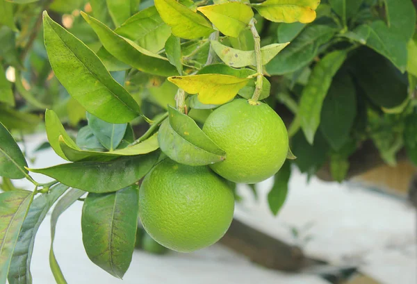 Yeşil portakal ağacı üzerinde