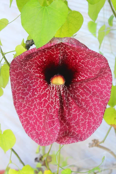 tropical ornamental flower