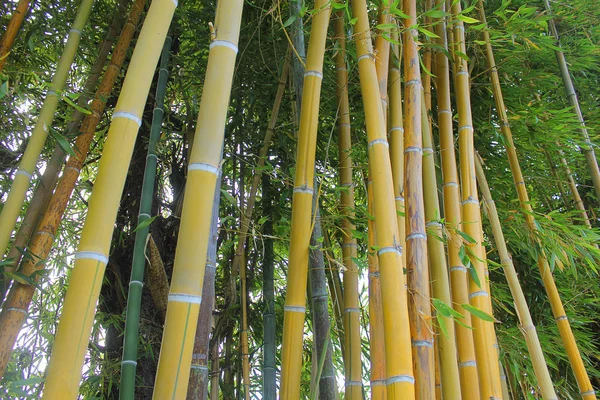 some bamboo plants