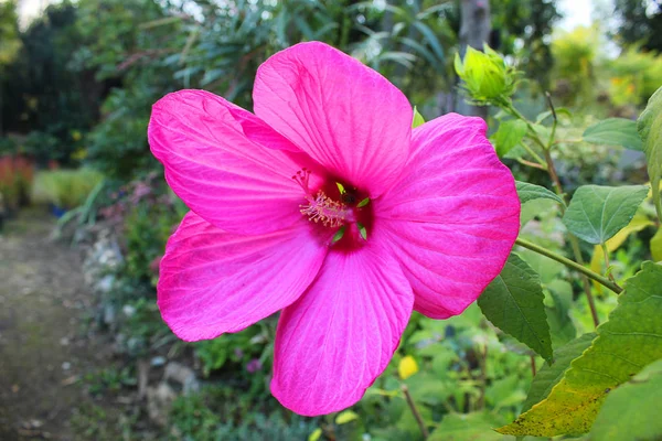 Tropisk Lila blomma öppna — Stockfoto