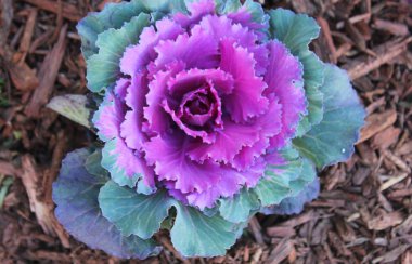 bahçede süs karnabahar