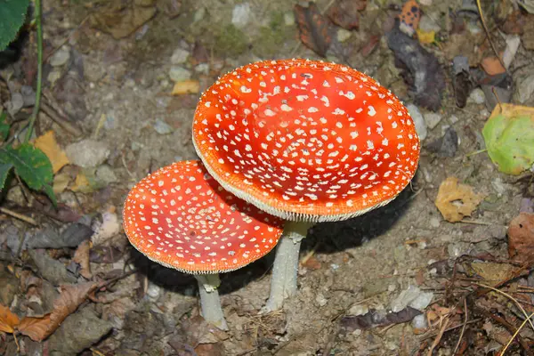 在森林里不能食用的蘑菇 — 图库照片