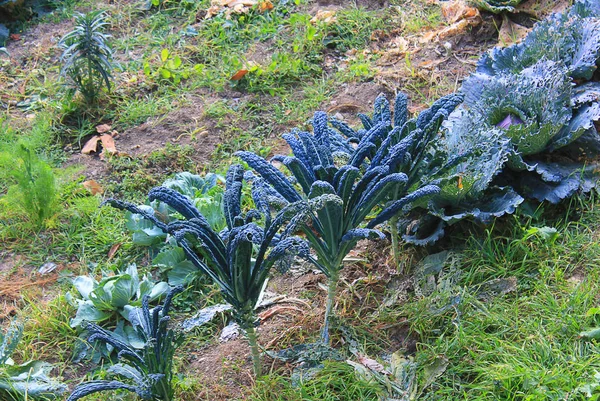 Col y coliflor en el jardín —  Fotos de Stock