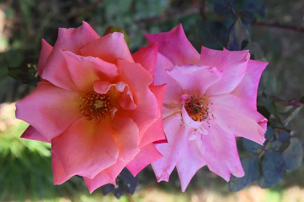 Różowa Róża i Lila róż — Zdjęcie stockowe