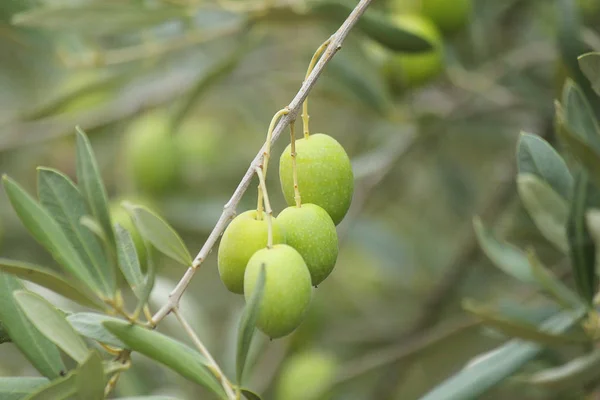 树枝上的青橄榄 — 图库照片