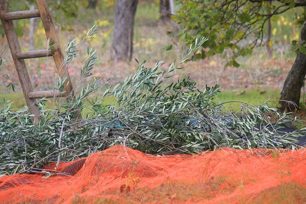 Větve oliv blízko žebříku v poli — Stock fotografie