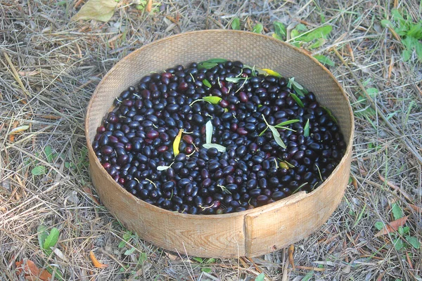 Olives in the basket freshly harvested — Stock Photo, Image