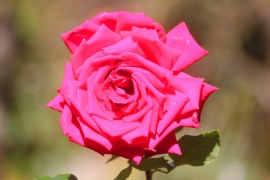 pembe gül açık bahçede