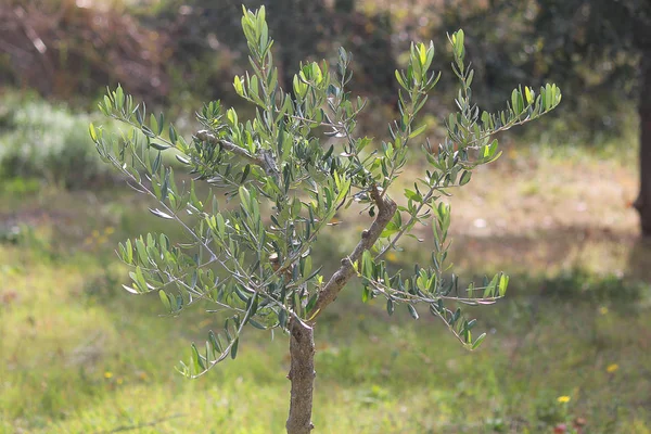 Pequena árvore de azeitonas — Fotografia de Stock