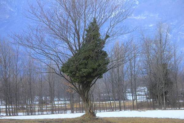Fa egy másik fa az erdő — Stock Fotó
