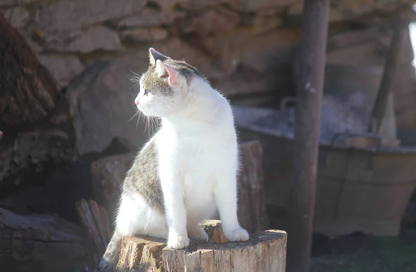 Кошка на стволе дерева — стоковое фото