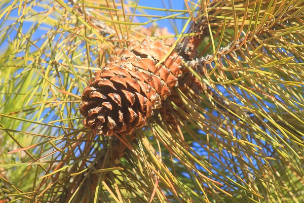 Cone de pinheiro em um ramo de pinheiro — Fotografia de Stock