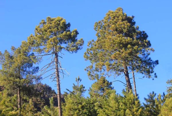 Ormandaki çam ağaçları