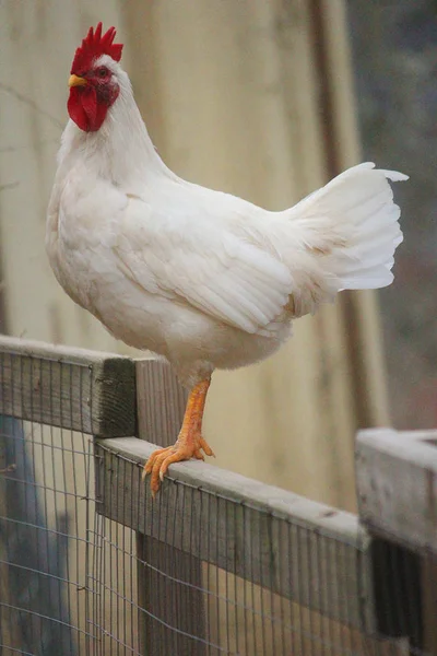 Witte haan op het hek — Stockfoto