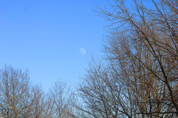 Orman Şubeleri Aracılığıyla Moon — Stok fotoğraf