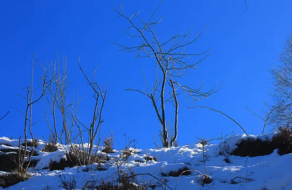 Kışın kar ağaçta — Stok fotoğraf
