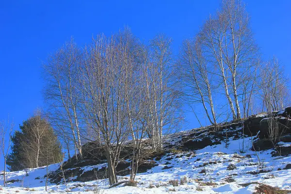 Fák az erdőben télen — Stock Fotó