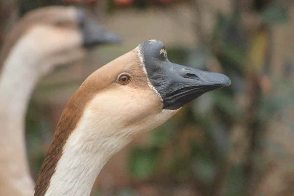 Close up of a goose brown and white — Stock Photo, Image