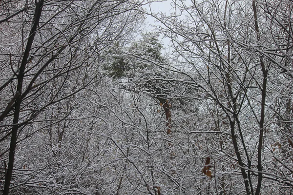 Bosque con nieve en invierno — Foto de Stock