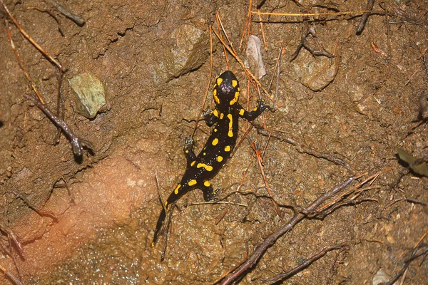 Salamander fekete és sárga színű, az erdő — Stock Fotó