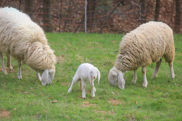 Lammeren en schapen in het veld — Stockfoto