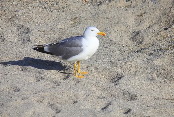 砂の中のカモメ — ストック写真