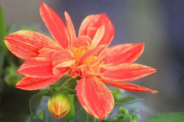 Dahlia fiore in giardino — Foto Stock