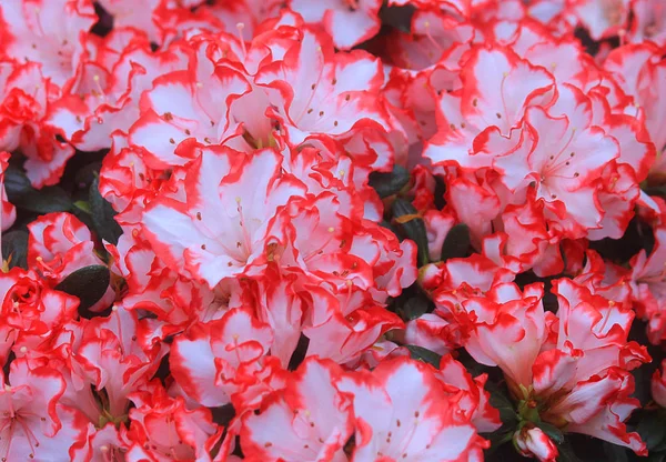Bakgrund med azalea blommor — Stockfoto