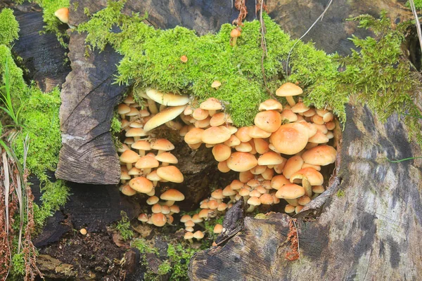 Cogumelos em um tronco — Fotografia de Stock