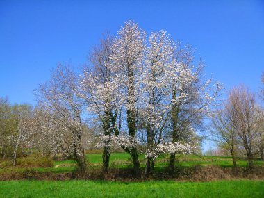 Bahar bir çayır Panoraması