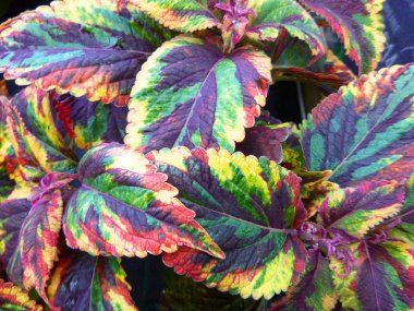bitki yaprakları çok renkli
