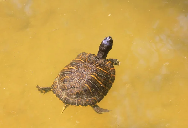 Черепаха у воді — стокове фото