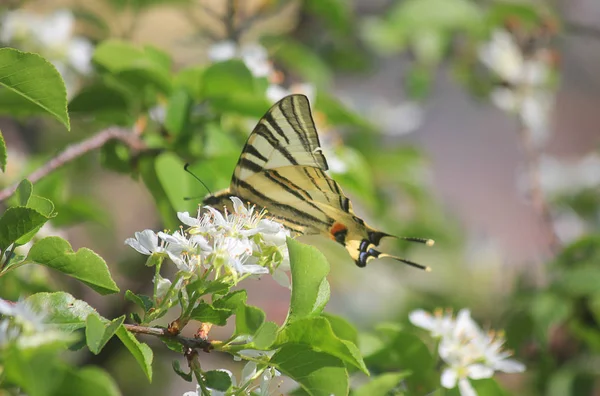 Schmetterling auf der Blume — Stockfoto