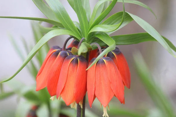 Fiori che crescono verso il basso — Foto Stock