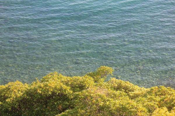 Vegetatie tegenover de zee — Stockfoto