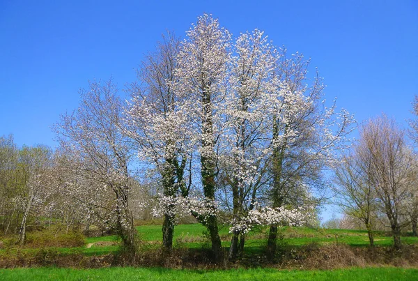 Drzewa kwitnące wiosną Obraz Stockowy