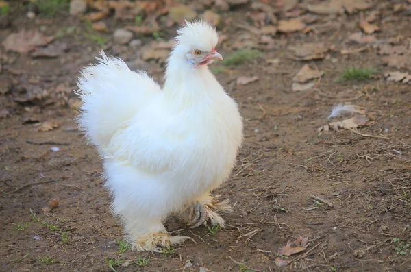 Белая курица в поле фермы — стоковое фото