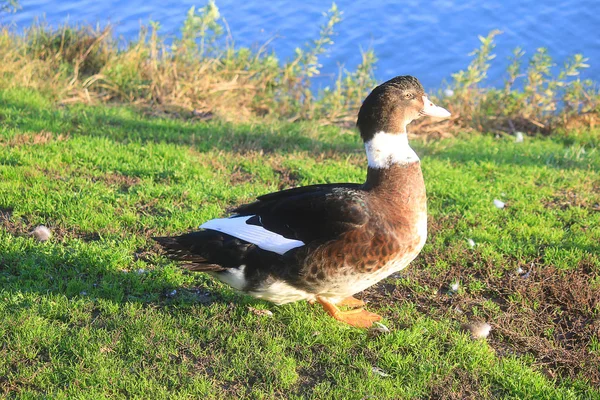 Duck on the grass in front of the lake in autumn — Stock Photo, Image