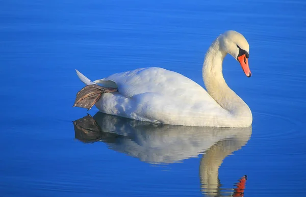 Cisne blanco en el lago en otoño —  Fotos de Stock