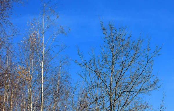 秋の木のパノラマ — ストック写真