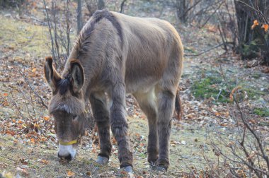 Ormanda kışın bir eşek.