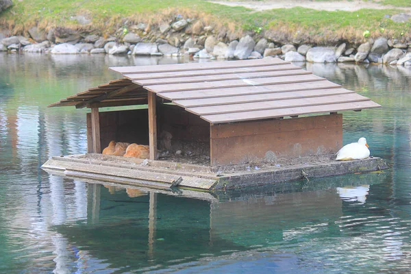 Uma Pequena Casa Para Patos Lago — Fotografia de Stock