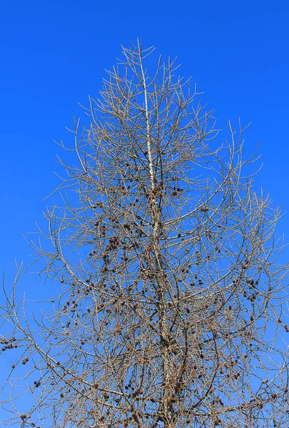 Dağda Kışın Bir Ağaç — Stok fotoğraf