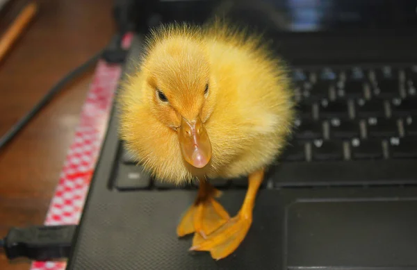 Pequeno Pato Execução Teclado Computador — Fotografia de Stock