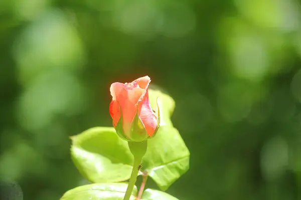 Ένα Κοντινό Πλάνο Του Ροζ Τριαντάφυλλο Λουλούδι Στον Κήπο — Φωτογραφία Αρχείου