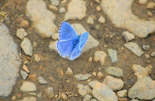 Ein Blauer Schmetterling Auf Den Steinen — Stockfoto