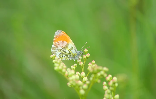 Ein Schmetterling Orange Und Weiß Auf Der Pflanze — Stockfoto