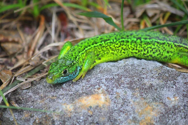 Lagarto Verde Pedra — Fotografia de Stock